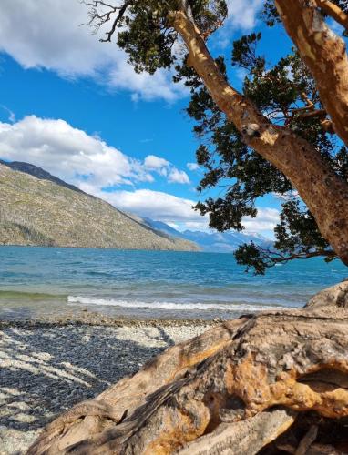 A tree in the middle of the beach. El Bolsón, Patagonia Argentina