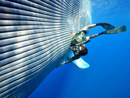 Petting a blue whale.