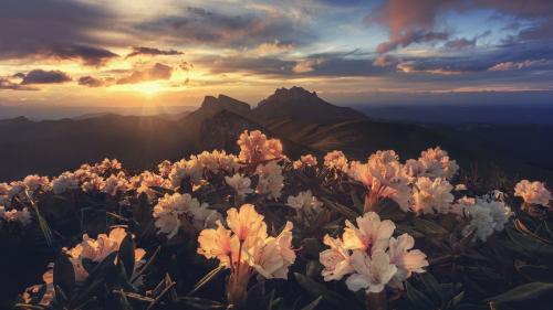 Flowers in the sunset