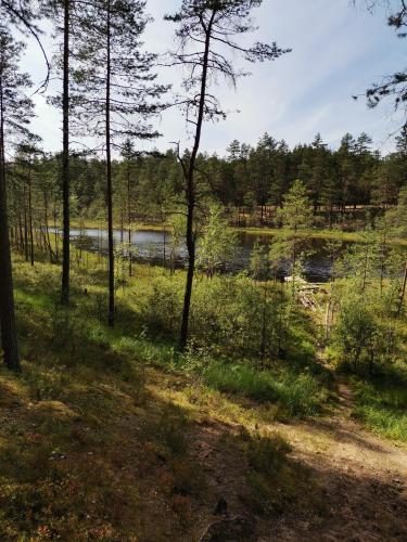 Lost in Three Pines Leningrad region,Russia[3000x4000] 