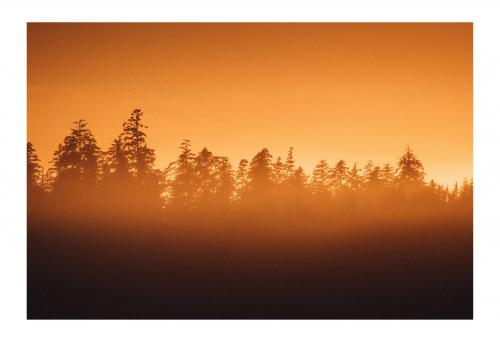 The trees of Tofino, Long Beach   IG:@eliotbw