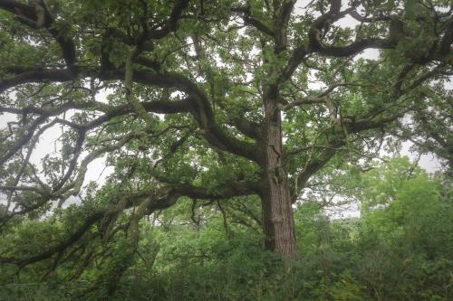 Bur Oak tree on one of Wisconsin's surviving savanna remnants, Kettle Moraine Oak Opening