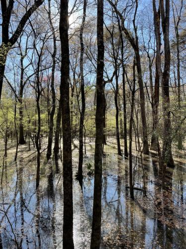 Congaree National Park at high flood stage, South Carolina