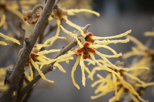 Hamamelis x intermedia “Arnold Promise Witchhazel”