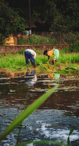 Farmers working in rice field  India.