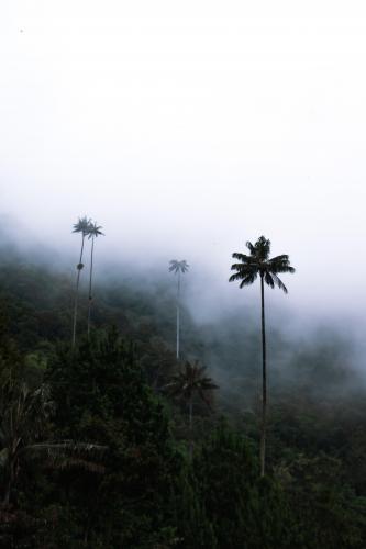 Heads in the clouds. Hiking through Colombia's surreal Valle de Cocora, surrounded by these towering wax palm trees. [3947 × 5920]