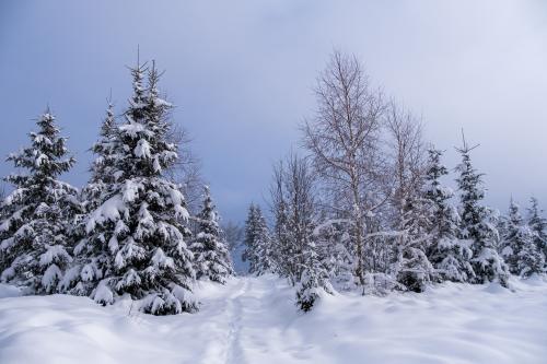 The trees are full of snow