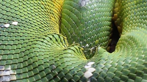 Green Boa, Baltimore Aquarium
