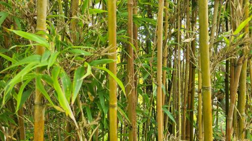 Bamboo Forest