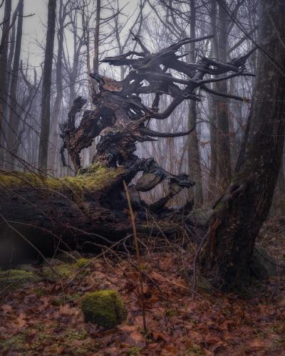 Charred roots on a fallen tree in the Great Smoky Mountains National Park