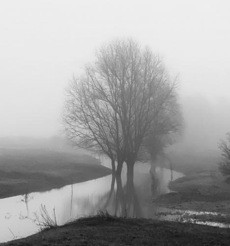 Foggy morning Ooijpolder Netherlands  [3024 x 3231]