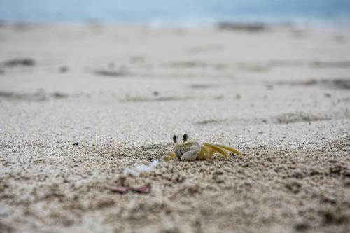Ghost crab, Kim Sha Beach, Sint Maarten