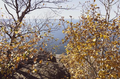 Birch trees at a Top of the Giant lookout - Sleeping Giant Provincial Park, ON, Canada