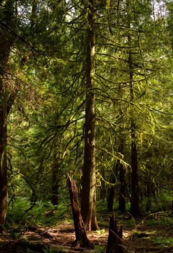 Pacific old growth forest, Vancouver