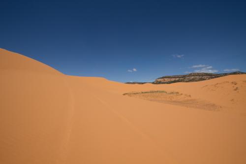 Coral Pink Sand Dunes State Park, Utah, USA