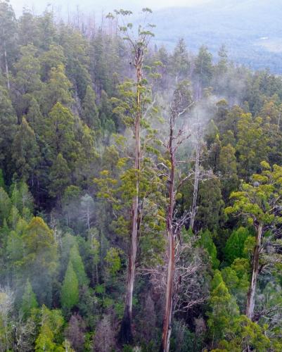 centurion, found in Tasmania, the tallest flowering plant in the world standing at 100.4m tall. badly damaged in the 2019 fires, the big girl is still going strong