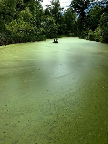 Pond completely covered in algae with a floating birdcage. Some find the algae unpleasant, I found it beautiful. Michigan city, Indiana. . 3024 x 4032