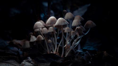 Parasola Mushrooms