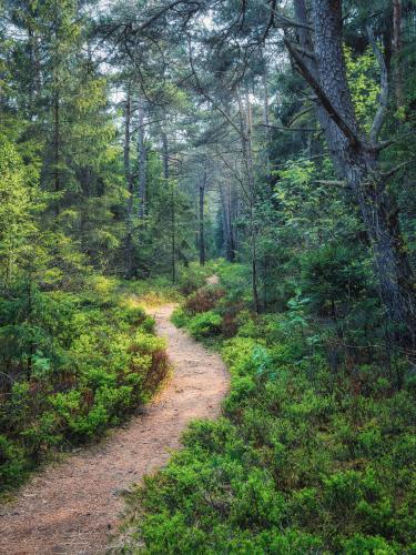 Nature thrives in May after a long winter in the forests of southern Germany