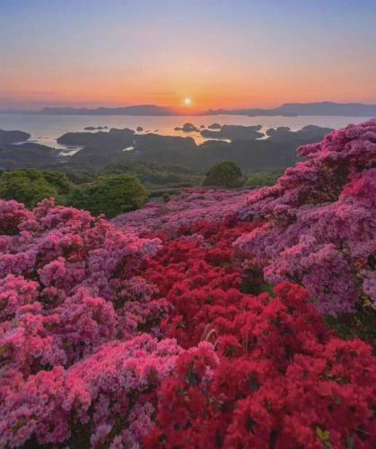 Qiandao Lake, Zhejiang Province, China, another year of spring has come, the mountain azaleas report the joy!