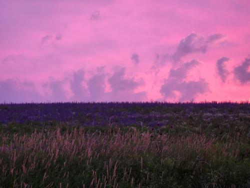 cotton candy sunset over lavender field in Apsley Ontario - 4000 x 3000