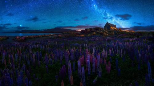 Lavender field under the starry sky