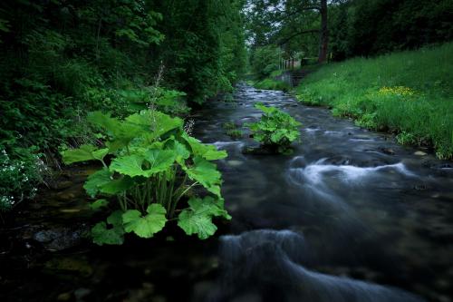 Small stream in Jeseniky mountains, CZ