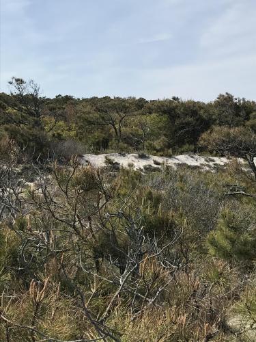 Life of the Dunes Trail, Assateague Island National Seashore, Maryland