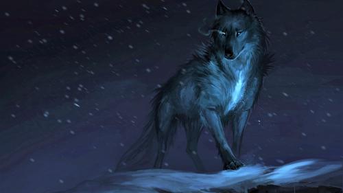 wolf for desktop, majestic, snow, winter, stars