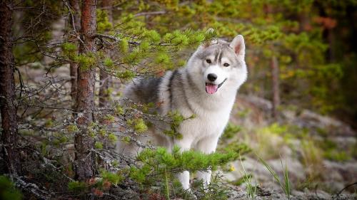 Cute Siberian Dog