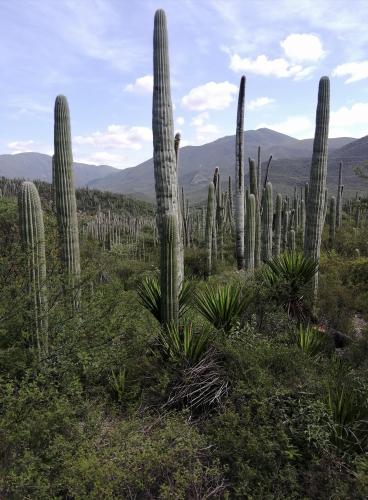 The cactus forests of Puebla-Oaxaca, Mexico [3000x4100]