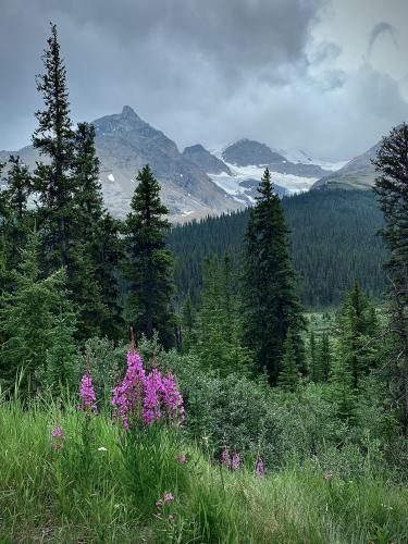 Sunwapta Pass at the Banff/Jasper boundary AB