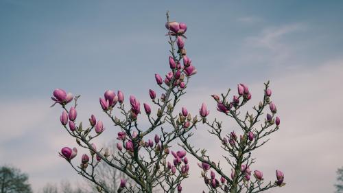 Magnolia tree in bloom 5K