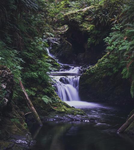 Olympic National Forest, WA  — IG @boring.wayfarer