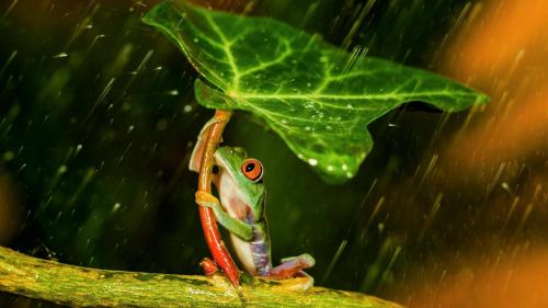 Frog up against the rain