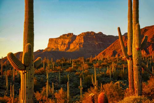 Saguaro Cactus Arizona [OC} 3872 x 2592