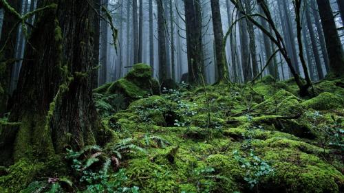 As the Rain Falls, British Columbia,