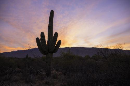 From our winter trip to Saguaro National Park in southern Arizona