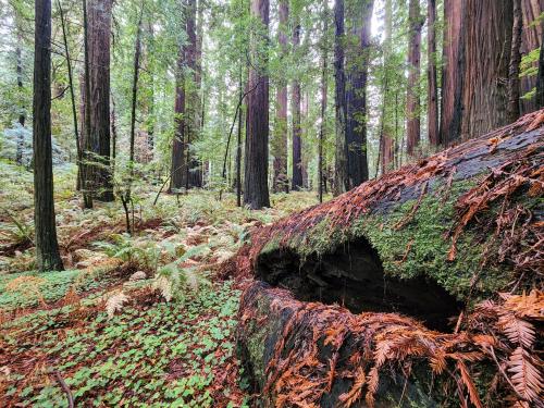 A long dead giant and the new generation. Humboldt Redwoods State Park, CA,