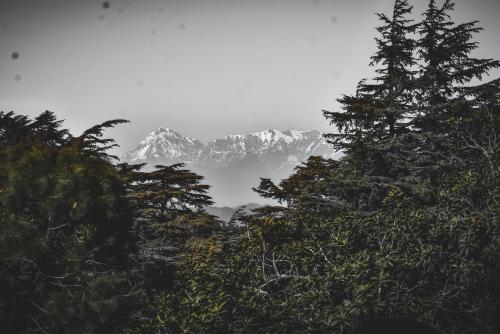 mountain behind trees