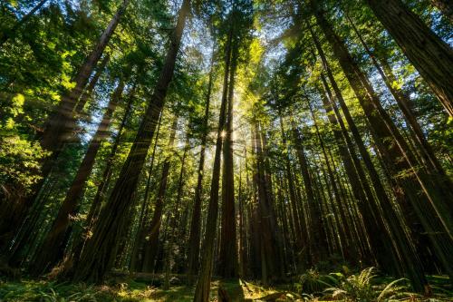 Solar Bliss in Redwoods, Avenue of Giants, Redwood National Park, California