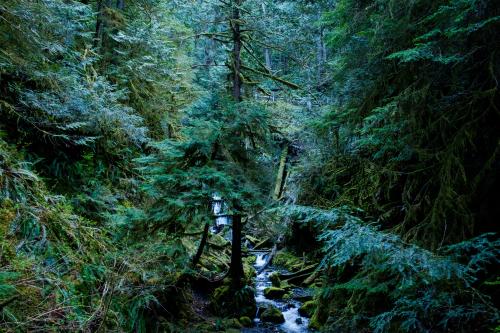 Olympic Peninsula, WA ,