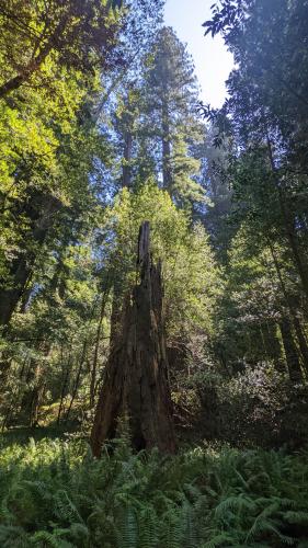 Redwood Tree in Northern California, USA