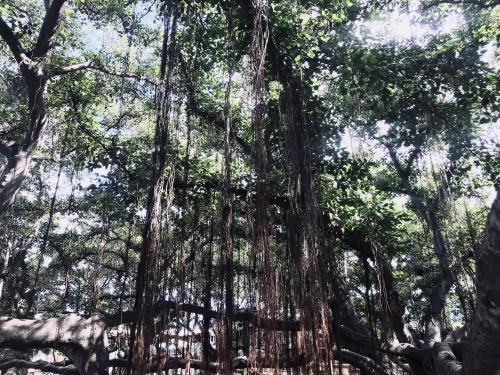 The largest and oldest Banyan Tree in Maui, HI