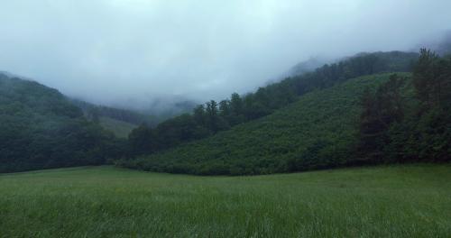 Gloomy forest
