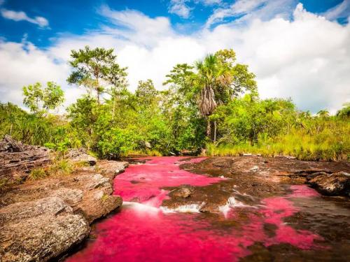 Caño Cristales River, Colombia