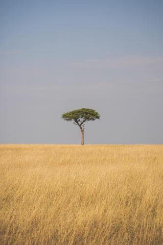 Lonely tree in the Maasai Mara