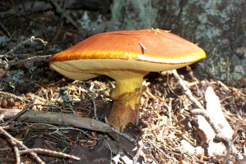 Shroom, Glacier National Park, MT, US;