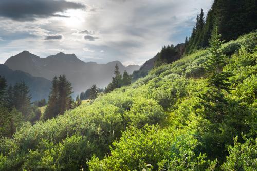 Sunlit meadow, Rocky Mountains USA