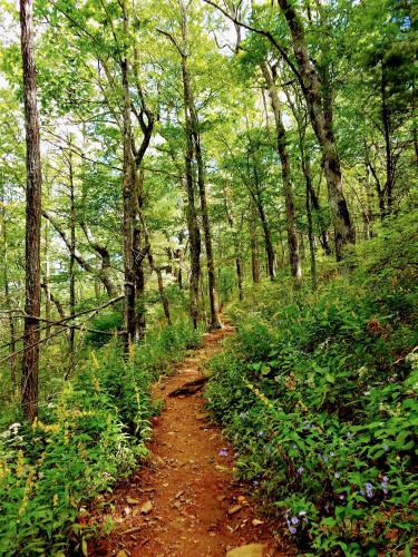 Appalachian Trail in North Georgia, USA.